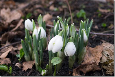 The 1st Snowdrops of the year