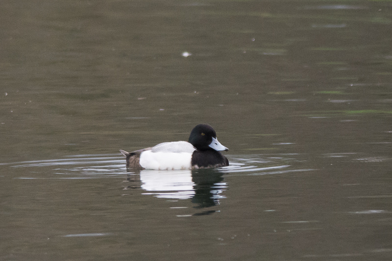 Scaup