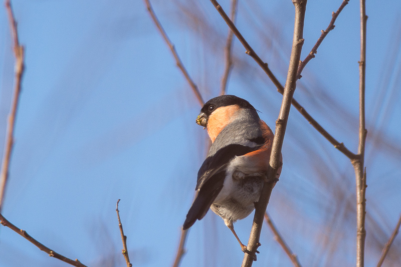 Male Bullfinch