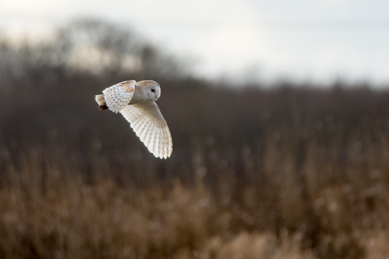 Barn Owl quartering the meadow at Lunt