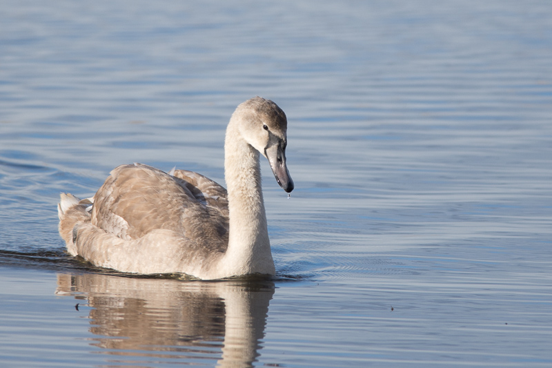 A lone Whooper Swan.