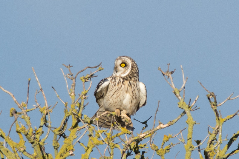 Short-eared Owl perched up in a tree at Lunt.