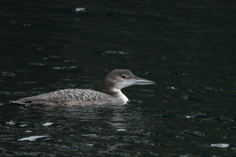 Great Northern Diver