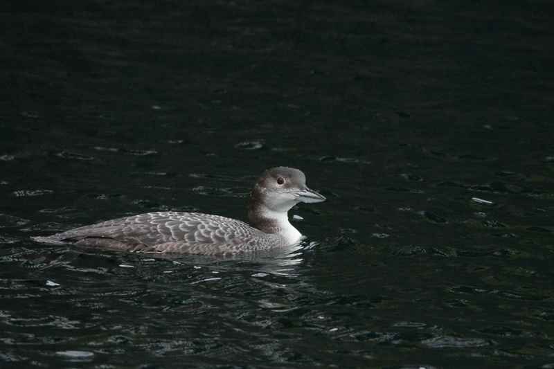 Great Northern Diver