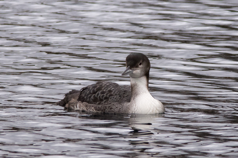 Great Northern Diver