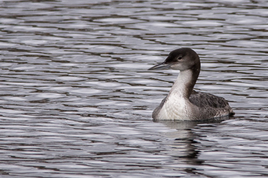 Great Northern Diver