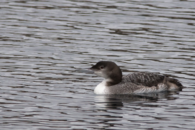 Great Northern Diver