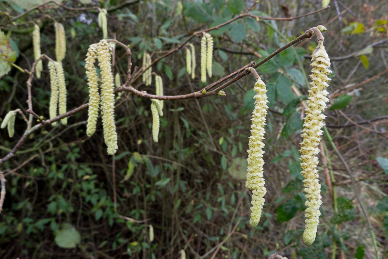 Male Hazel catkins in Kenworthy Wood