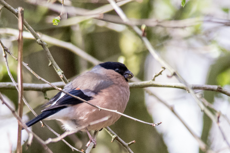 Female Bullfinch