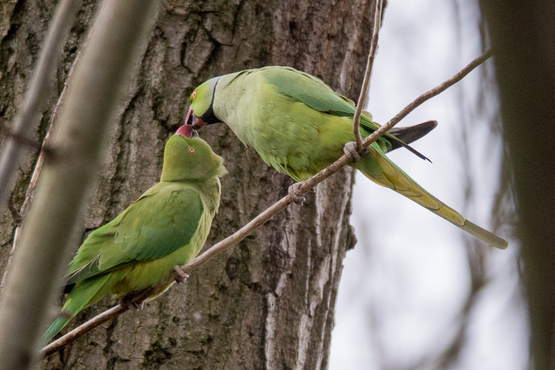 A pair of Ring-necked Parakeets.
