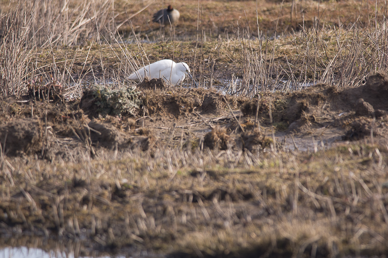 Little Egret on the salt marsh