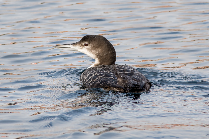 Immature Great Northern Diver