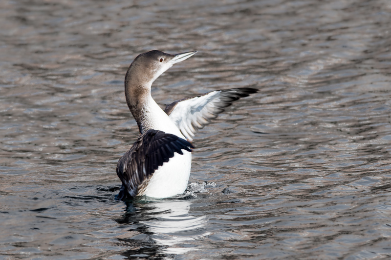 Great Northern Diver on Ontario Basin, Salford Quays