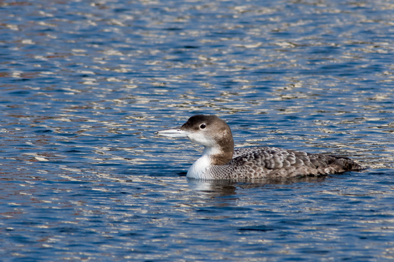 Great Northern Diver also known as the Common Loon