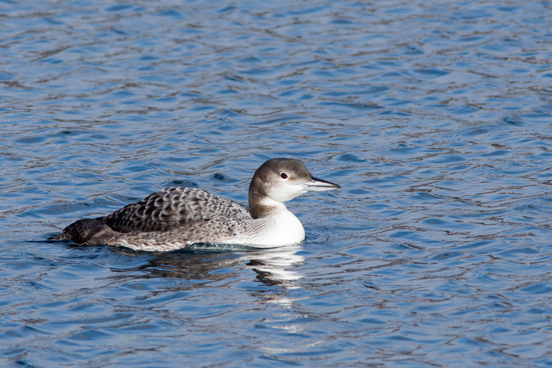 Great Northern Diver about to take a dive.