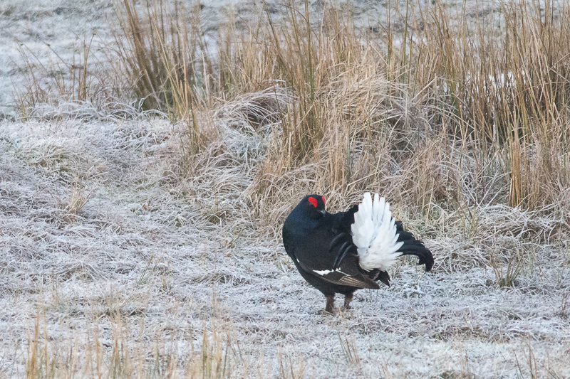 Male Black Grouse 