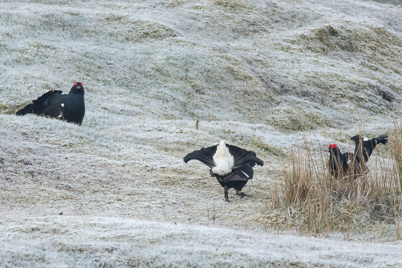 Lekking male Black Grouse