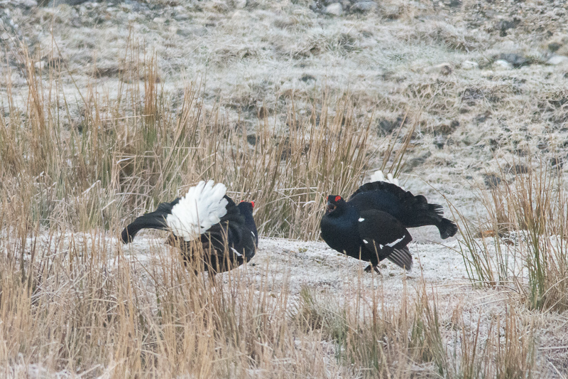 Two male Black Grouse at a traditional lekking site close to Worlds End, north Wales