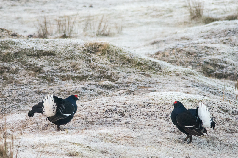 Two male Black Grouse having a stand off at a lek