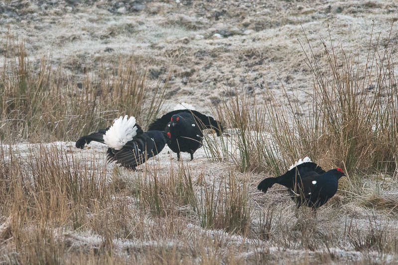 Three male Black Grouse at a traditional lek site in north wales