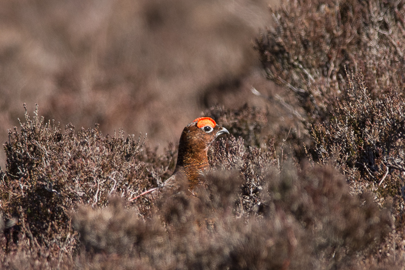 Red Grouse amongst the heather at Stanage Edge