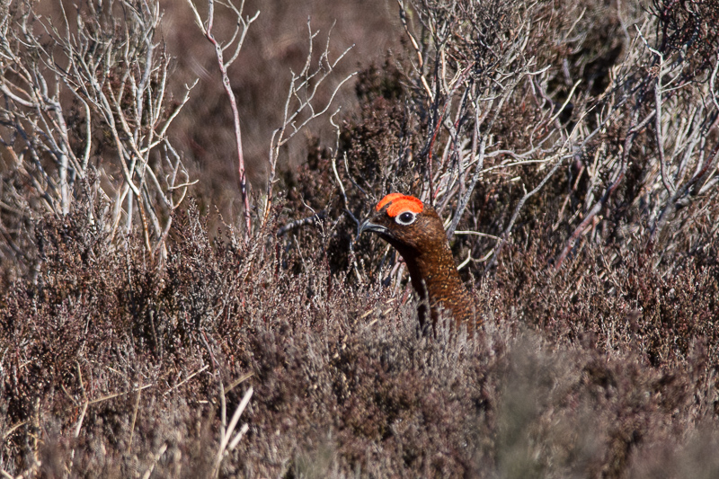 Red Grouse - keep your head down