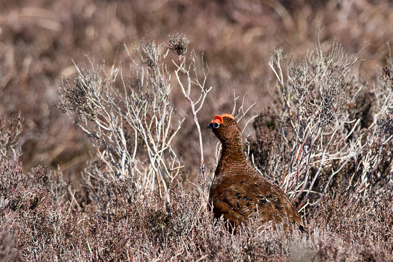 Red Grouse at Stanage Edge