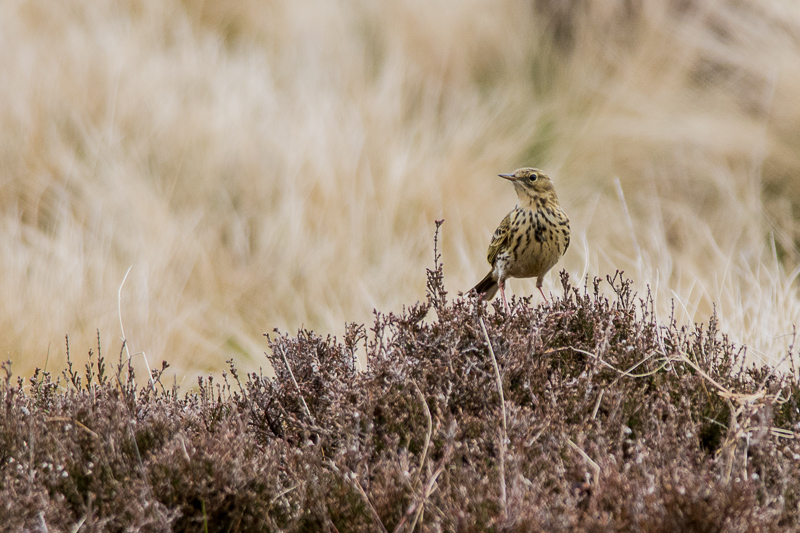 Meadow Pipit at Stanage, Derbyshire