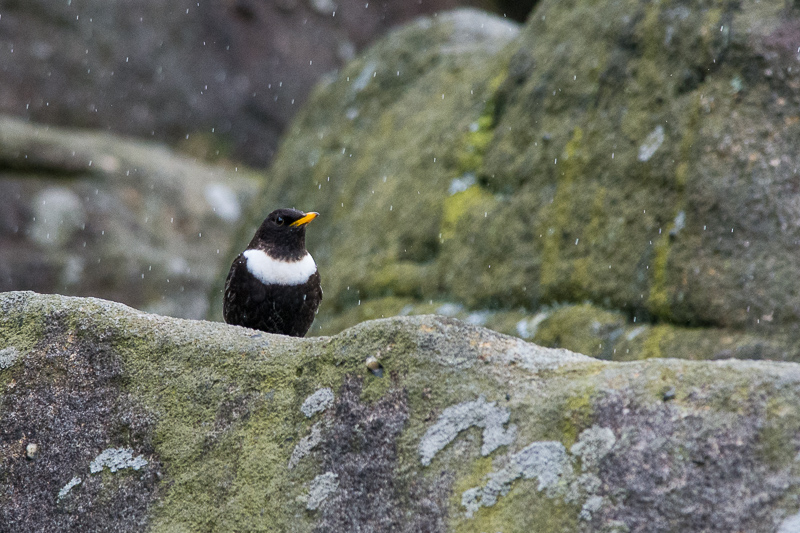 Male Ring Ouzel at Stanage Edge, Derbyshire