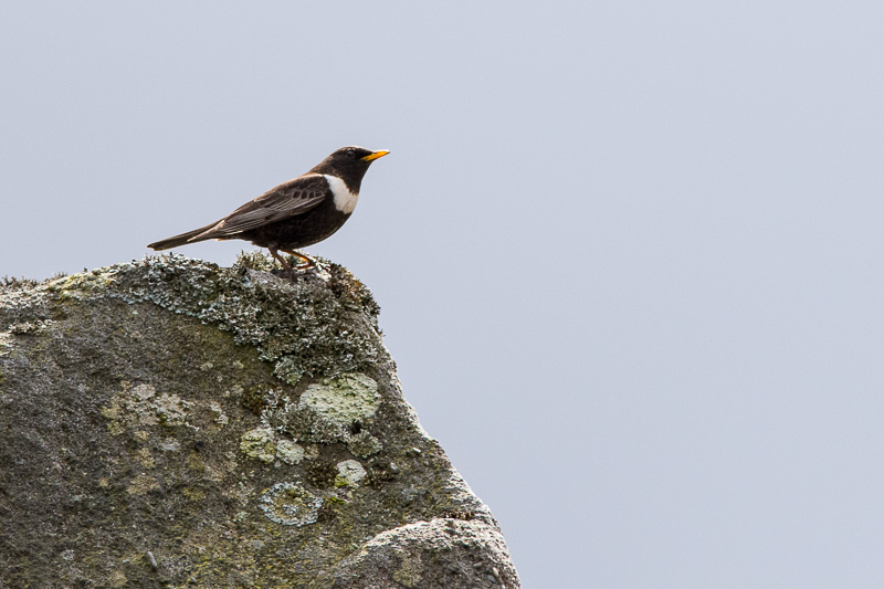 Ring Ouzel (male) calling from a rock at Stanage Edge, Derbyshire