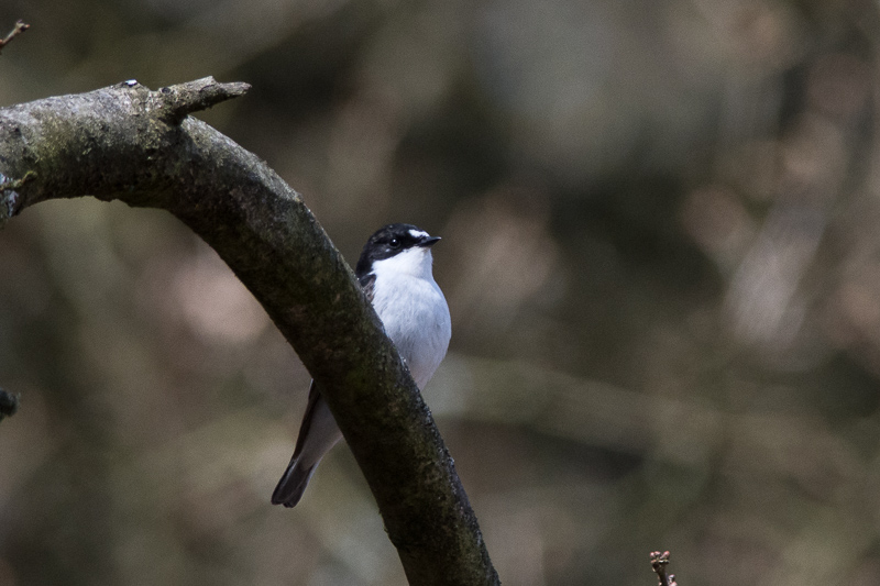 Male Pied Flycatcher close to Errwood Hall car park
