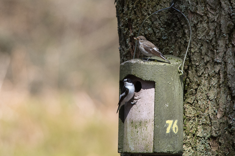 Pair of Pied Flycatchers setting up home in one of the many nest boxes close to the old quarry.
