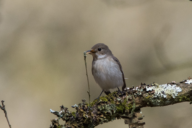 Pied Flycatcher (female) in the wooded valley of the River Goyt