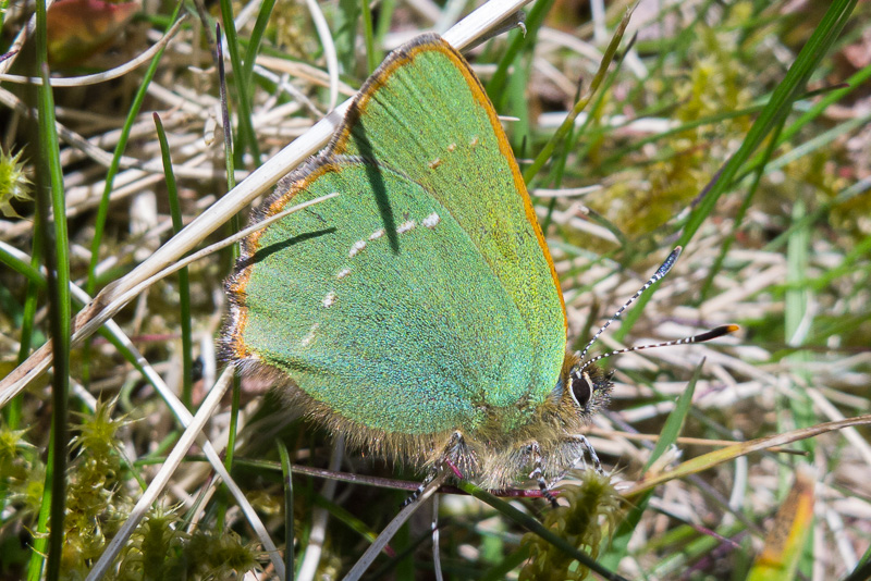 Green Hairstreak butterfly on Pendle Hill