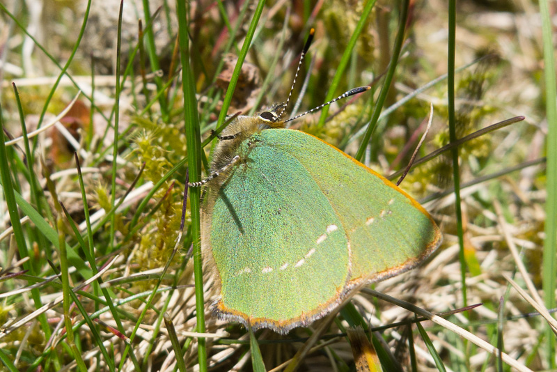 Green Hairstreak