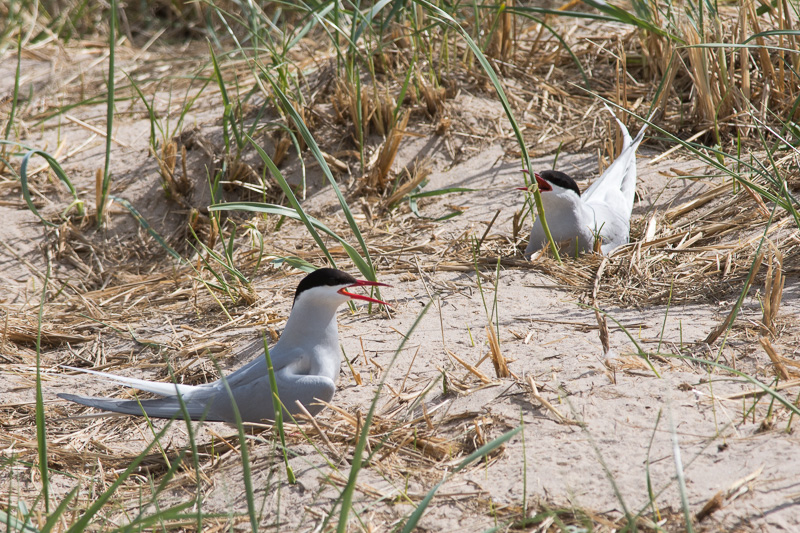 Arctic Terns nesting at Long Nanny