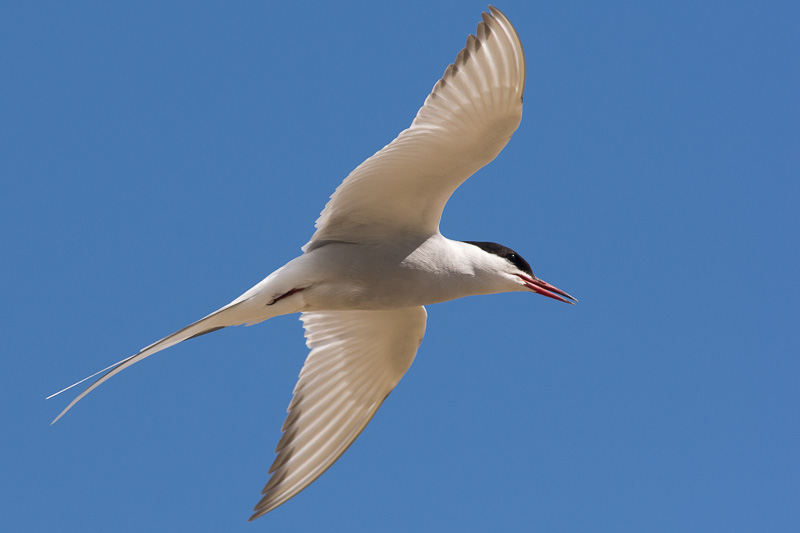 Arctic Tern at Long Nanny, Northumberland