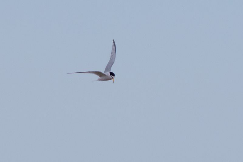 Little Tern fishing over Long Nanny Burn