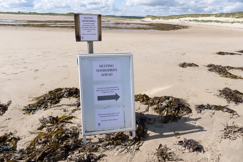 Nesting shorebirds ahead