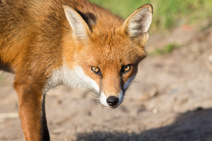 This particular vixen was notable for a limp probably as a result of an over enthusiastic cub who was hiding close by in the undergrowth.