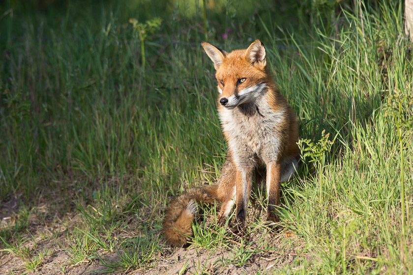 Fox in the warm evening sunshine, Dorset