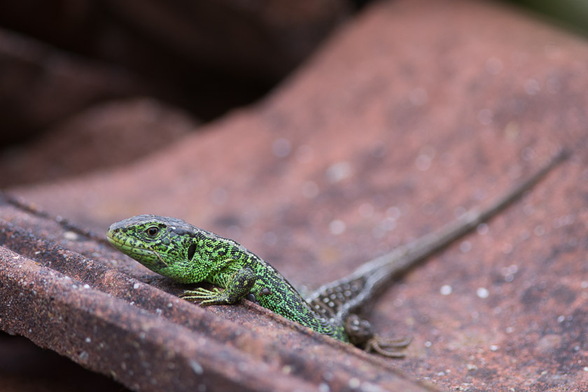 Sand Lizard (male) enjoying a few rays of spring sunshine at Higher Hyde Heath.