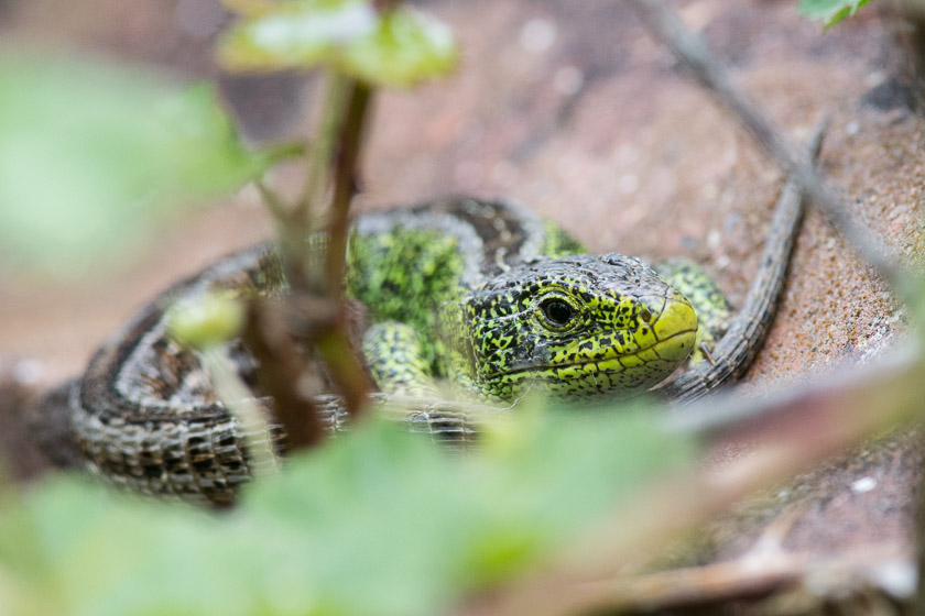 Male Sand Lizard 