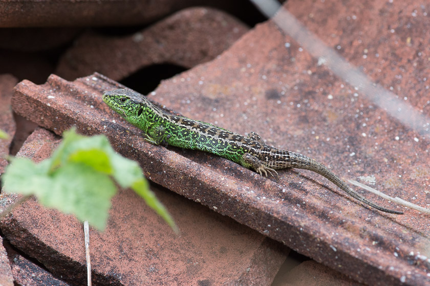 Stumpy - not your average tail