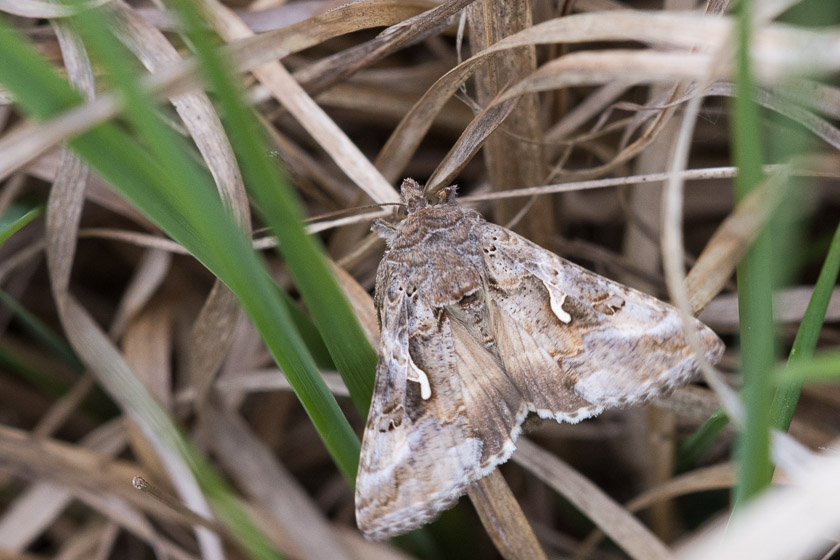 Silver Y moth - probably the most common of our summer visiting moths.