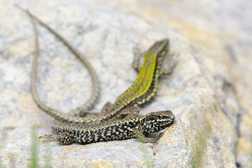 Female Wall Lizard (foreground)