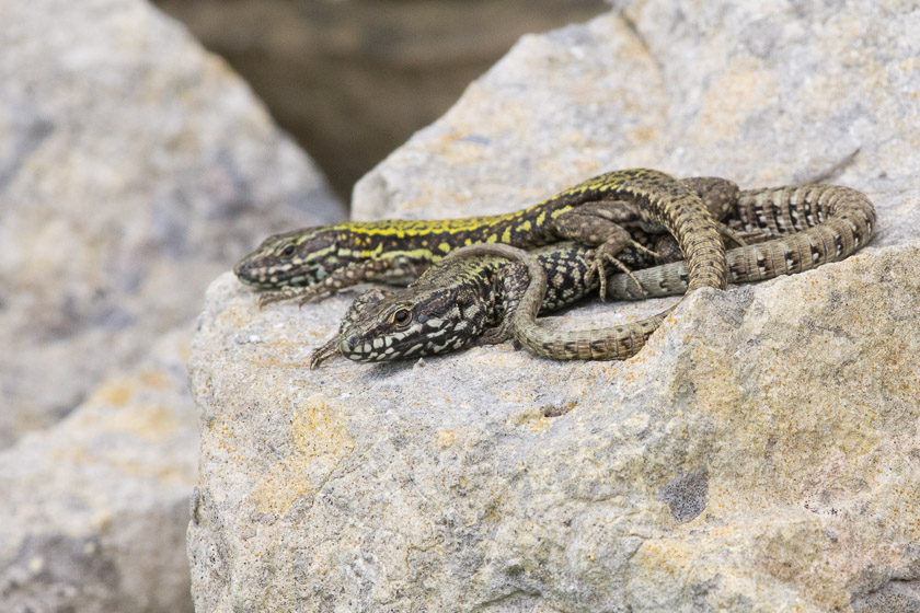 English (naturalised) Wall Lizards in one of the many quarries to be found along the Dorset coastline.