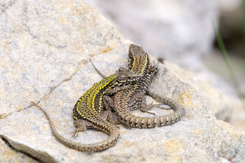 A pair of Wall Lizards with the vivid green male being particularly striking.