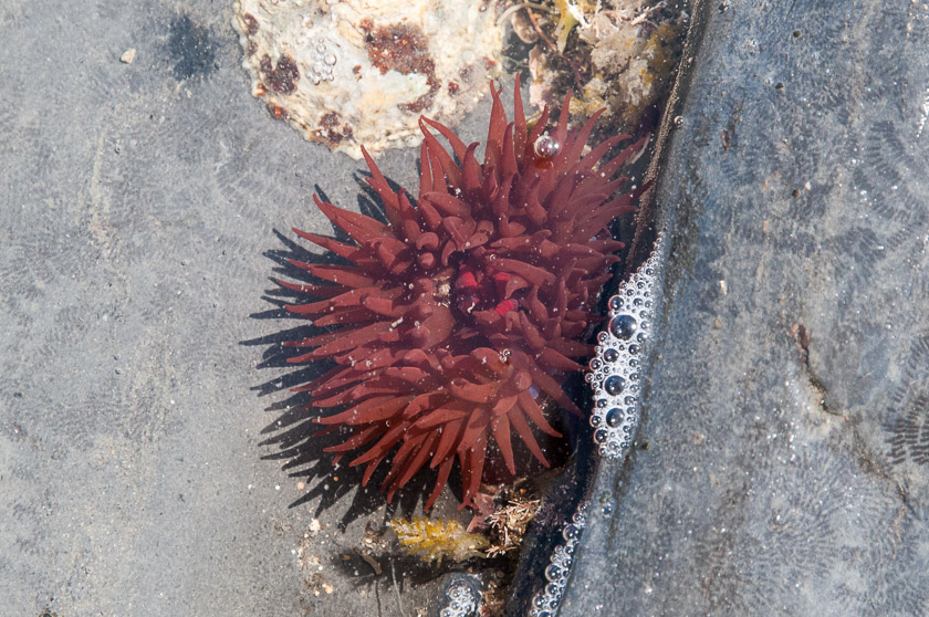 Beadlet Anemone another widespread resident of rockpools.