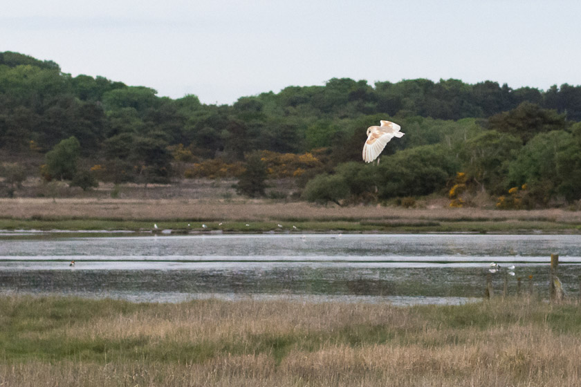 Barn Owl, Middlebere Farm.